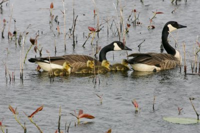 Canada Goose Family 