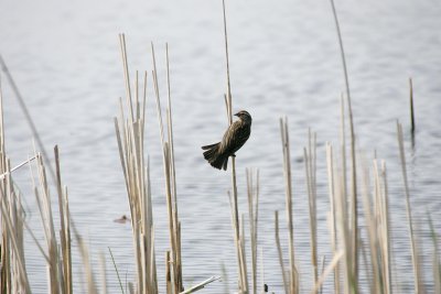 Red-winged Blackbird - female (2)