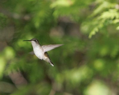 Hummingbirds
