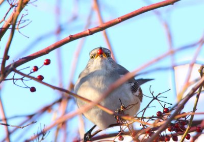 Northern Mockingbird (2)