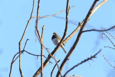 Darked-eyed Junco