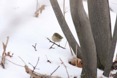 Ruby-crowned Kinglet (1)