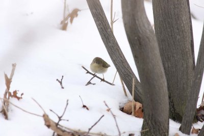 Ruby-crowned Kinglet (1)