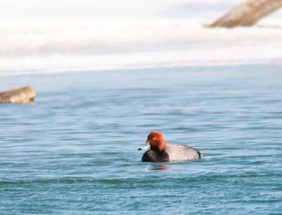 Redhead Duck - Male (1)