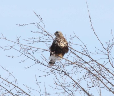 Ruffed-legged Hawk (5)