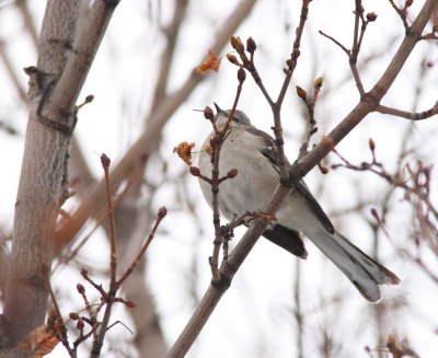 Northern Mockingbird (3)