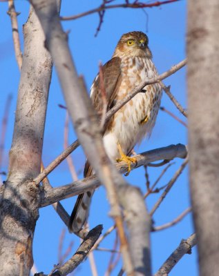 Sharp-shinned Hawk (1)