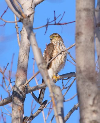 Sharp-shinned Hawk (2)