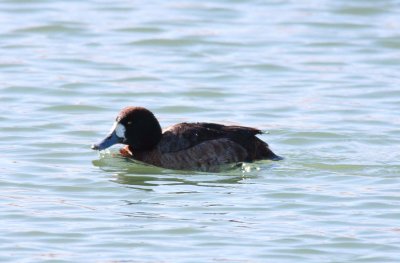 Lesser Scaup - Female