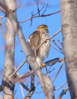 Sharp-shinned Hawk (3)