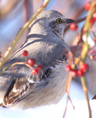 Northern Mockingbird Profile