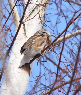 Northern Saw-whet Owl (3)