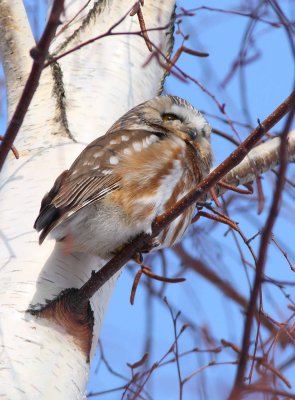 Northern Saw-whet Owl (4)