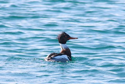 Red-breasted Merganser - Breeding Male (1)