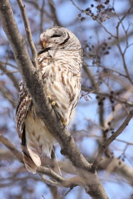 Barred Owl (2)