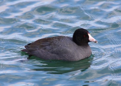 American Coot (3)