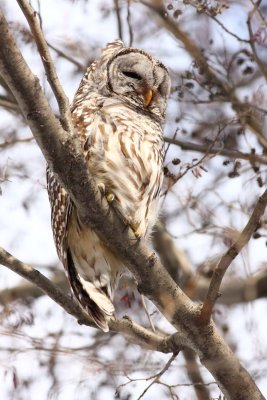 Barred Owl (3)