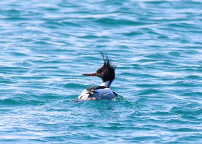 Red-breasted Merganser - Breeding Male (2)