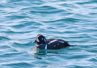 Harlequin Duck - Male (1)