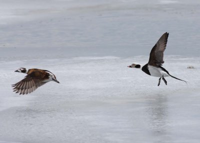 Long-tailed Ducks in flight