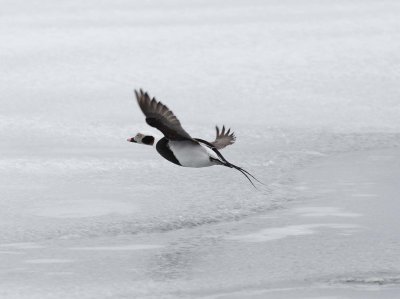 Long-tailed Duck (Male) in flight