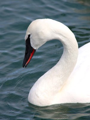 Trumpeter Swan