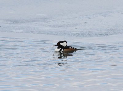 Hooded Merganser (1)