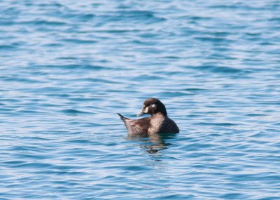 Harlequin Duck - Female