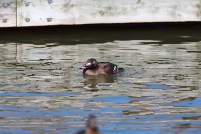 White-winged Scoter - Female (1)