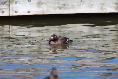 White-winged Scoter - Female (1)