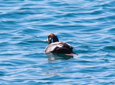 Harlequin Duck-Male (2)