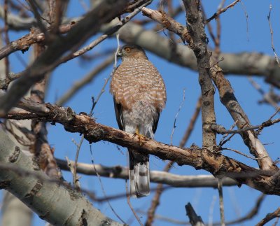 Cooper's Hawk (2)