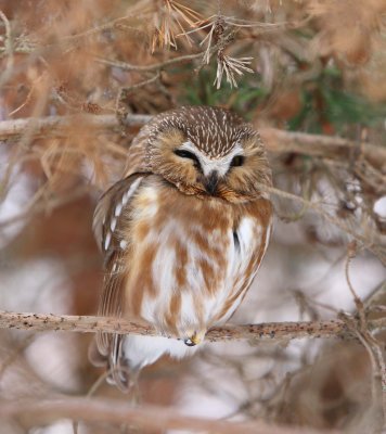 Northern Saw-whet Owl (1)