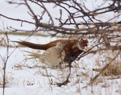 Ring-necked Pheasant (Male and Female)