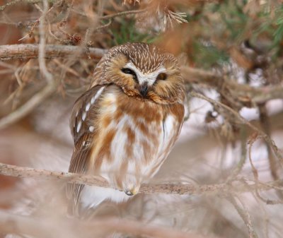 Northern Saw-whet Owl (2)