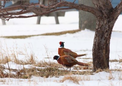 Ring-necked Pheasants - Males (1)