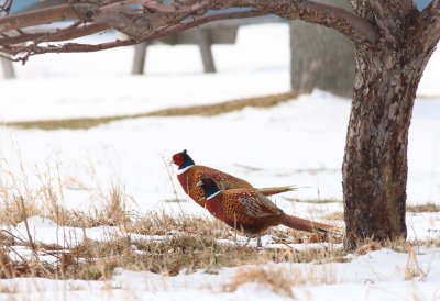Ring-necked Pheasants -Males (2)