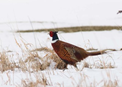Ring-necked Pheasants (Male)
