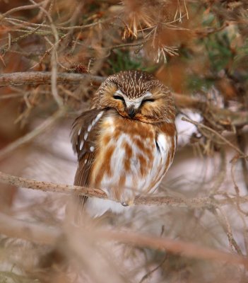Northern Saw-whet Owl (5)