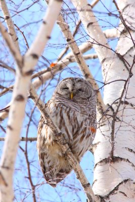 Barred Owl (4)