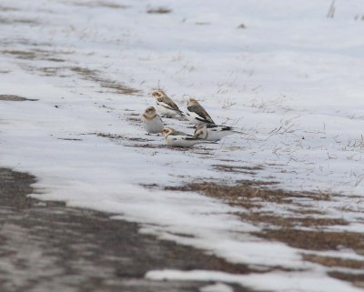 Snow Bunting (2)