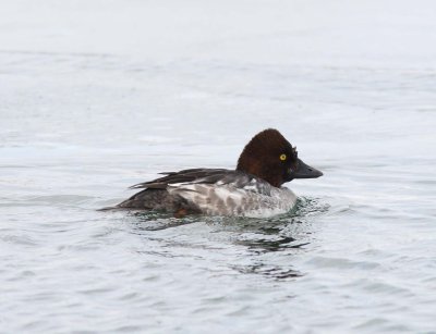 Common Goldeneye - First year male