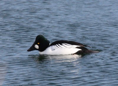 Common Goldeneye - Breeding Male (1)