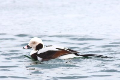 Long-tailed Duck - Winter Male