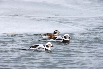 Long-tailed Ducks 