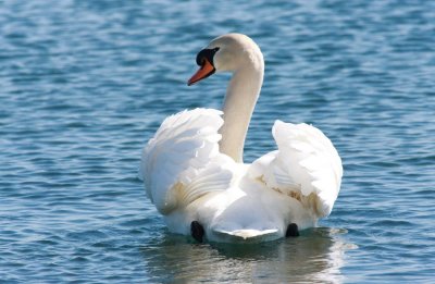 Mute Swan (1)