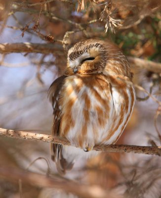 Northern Saw-whet Owl (6)