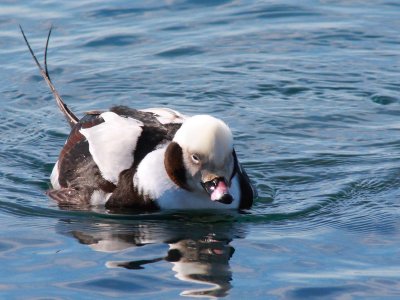 Long-tailed Duck - Male (2)