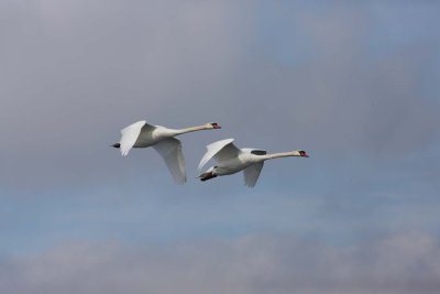 Mute Swans in Flight 