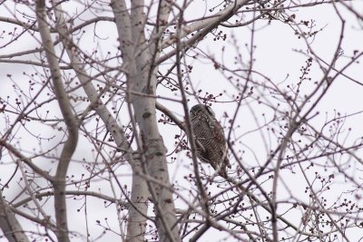 Hawk Owl (1)